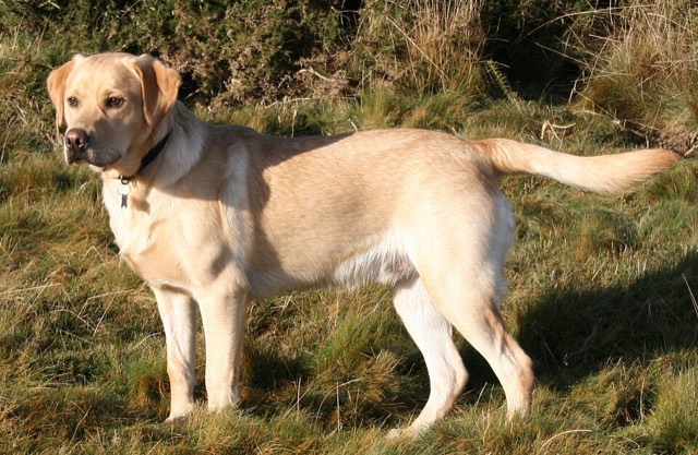 A Labrador Retriever