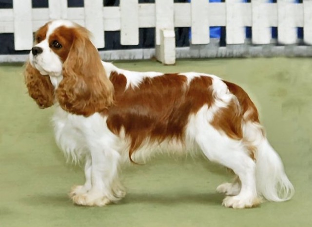 A Cavalier King Charles Spaniel