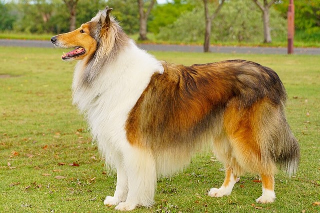 A Collie Rough