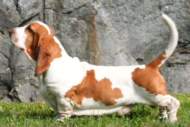 A Basset Hound