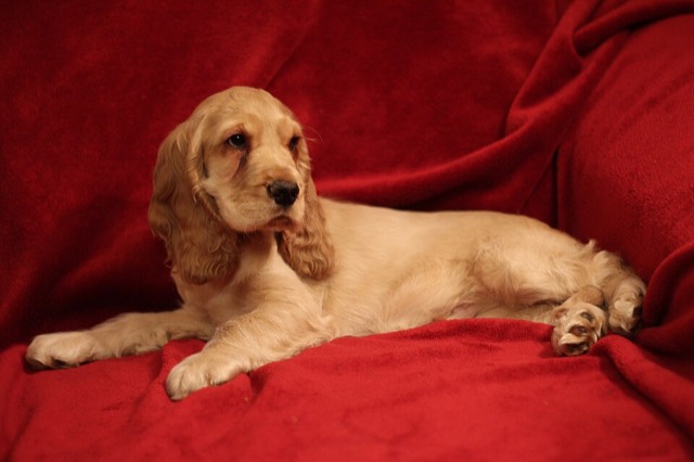 A English Cocker Spaniel