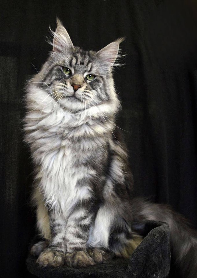 A Maine Coon