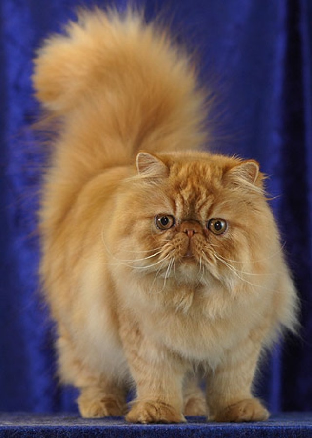 A Persian