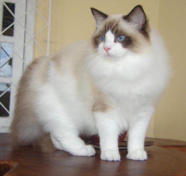 A Ragdoll