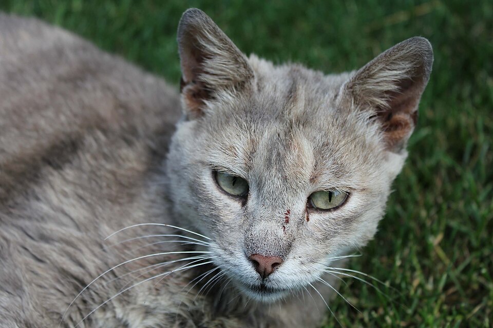 A Domestic Shorthair