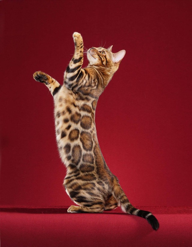 A Bengal