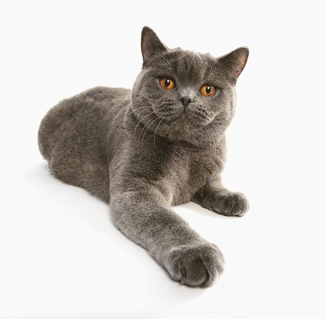A British Shorthair